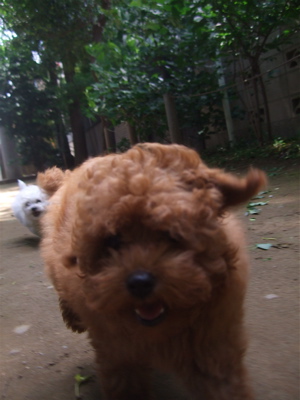 20090522トイプードルのレッドくん&ビションフリーゼのおんなのこちゃん18