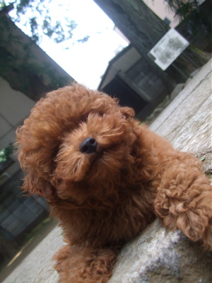 20090522トイプードルのレッドくん&ビションフリーゼのおんなのこちゃん23