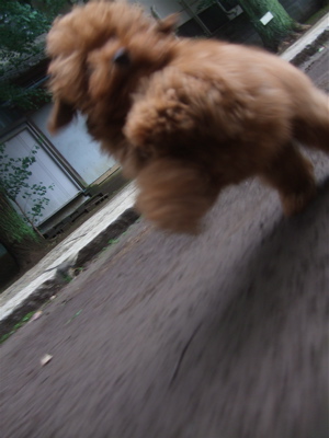 20090530¥È¥¤¥×¡¼¥É¥ë¤Î¥ì¥Ã¥É¤¯¤ó¡õ¥Ó¥·¥ç¥ó¥Õ¥ê¡¼¥¼¤Î¤ª¤ó¤Ê¤Î¤³¤Á¤ã¤ó6