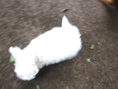 20090530¥È¥¤¥×¡¼¥É¥ë¤Î¥ì¥Ã¥É¤¯¤ó¡õ¥Ó¥·¥ç¥ó¥Õ¥ê¡¼¥¼¤Î¤ª¤ó¤Ê¤Î¤³¤Á¤ã¤ó7