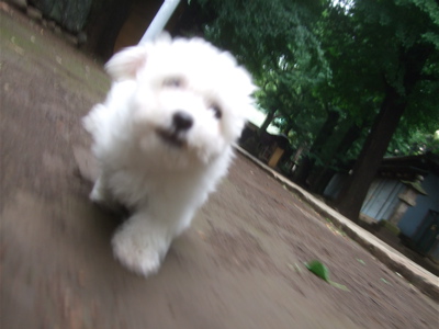 20090530¥È¥¤¥×¡¼¥É¥ë¤Î¥ì¥Ã¥É¤¯¤ó¡õ¥Ó¥·¥ç¥ó¥Õ¥ê¡¼¥¼¤Î¤ª¤ó¤Ê¤Î¤³¤Á¤ã¤ó14