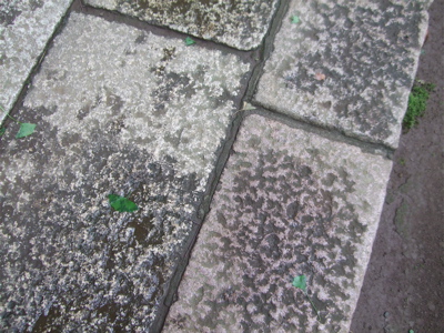 20090530¥È¥¤¥×¡¼¥É¥ë¤Î¥ì¥Ã¥É¤¯¤ó¡õ¥Ó¥·¥ç¥ó¥Õ¥ê¡¼¥¼¤Î¤ª¤ó¤Ê¤Î¤³¤Á¤ã¤ó15