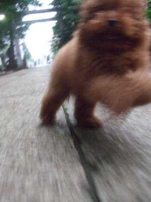 20090531¥È¥¤¥×¡¼¥É¥ë¤Î¥ì¥Ã¥É¤¯¤ó¡õ¥Ó¥·¥ç¥ó¥Õ¥ê¡¼¥¼¤Î¤ª¤ó¤Ê¤Î¤³¤Á¤ã¤ó7