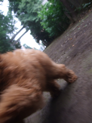 20090605トイプードルのレッドくんとビションフリーゼのおんなのこちゃん6
