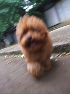 20090605トイプードルのレッドくんとビションフリーゼのおんなのこちゃん8