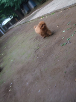 20090605トイプードルのレッドくんとビションフリーゼのおんなのこちゃん10
