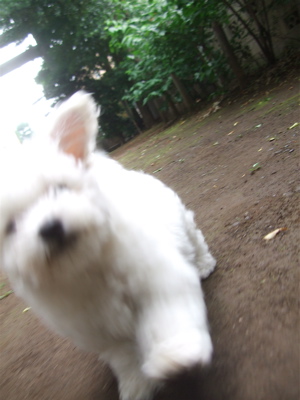 20090605トイプードルのレッドくんとビションフリーゼのおんなのこちゃん13