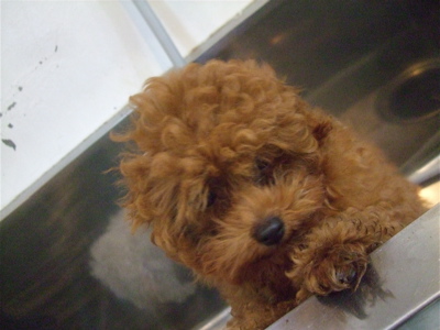 20090605トイプードルのレッドくんとビションフリーゼのおんなのこちゃん18