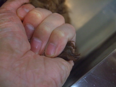 20090605トイプードルのレッドくんとビションフリーゼのおんなのこちゃん23