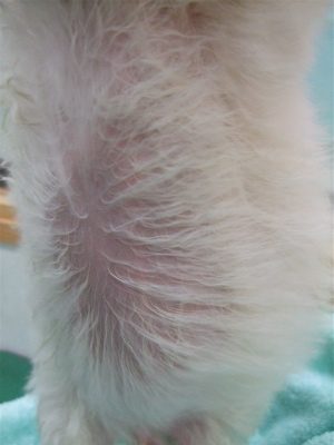 20090605トイプードルのレッドくんとビションフリーゼのおんなのこちゃん29