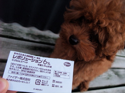 20090611フィラリア、ノミ・ダニ予防1