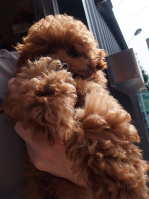 20090612トイプードルのレッドくん1