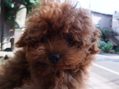 20090612トイプードルのレッドくん2