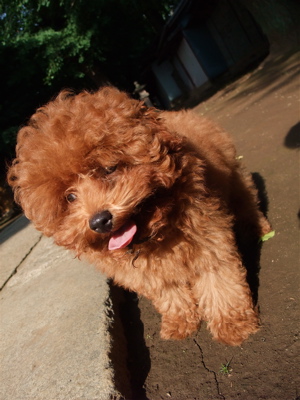 20090612トイプードルのレッドくん3