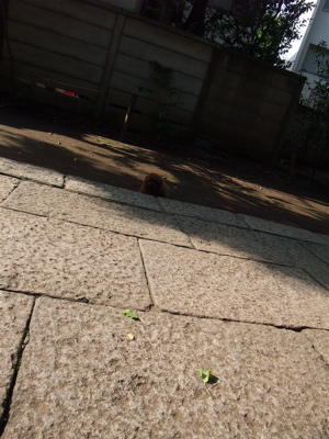 20090612トイプードルのレッドくん4