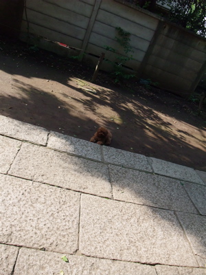 20090612トイプードルのレッドくん5