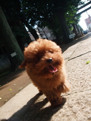 20090612トイプードルのレッドくん6