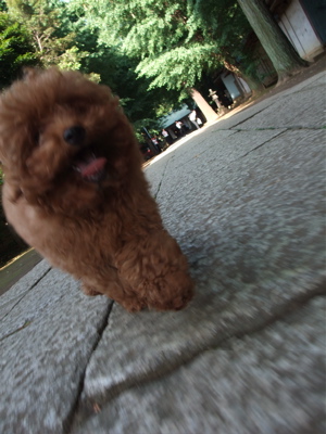 20090612トイプードルのレッドくん9
