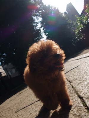 20090612トイプードルのレッドくん11