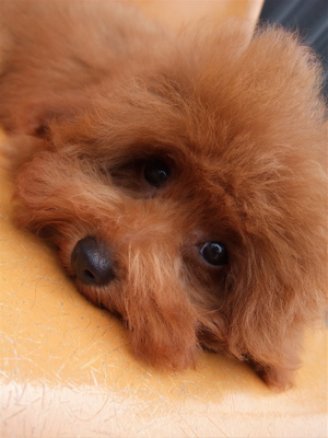 20090613トイプードルのレッドくん、シャンプー♪4