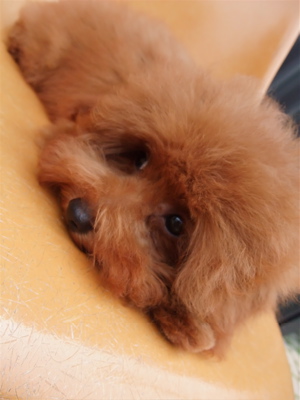 20090613トイプードルのレッドくん、シャンプー♪5