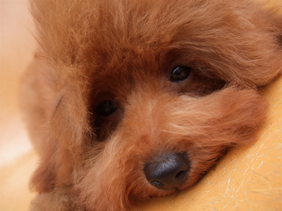 20090613トイプードルのレッドくん、シャンプー♪7