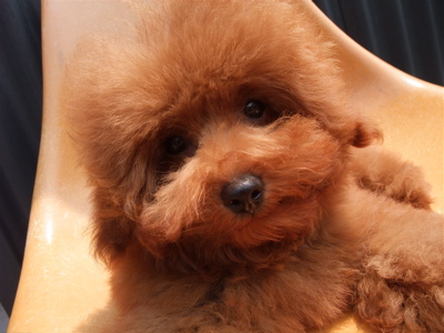 20090613トイプードルのレッドくん、シャンプー♪9