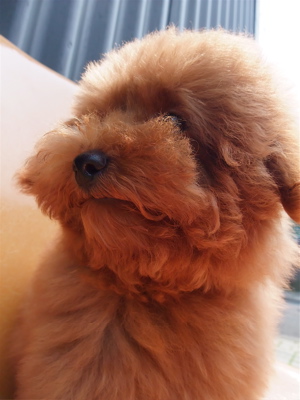 20090613トイプードルのレッドくん、シャンプー♪10