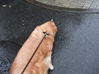 20090621¥¸2