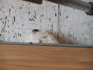 20090823 ビションフリーゼ フントヒュッテ Zzz… ねむい… 2