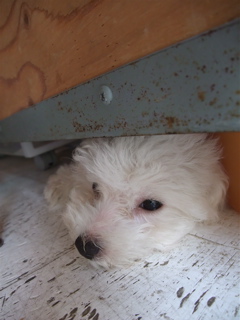 20090823 ビションフリーゼ フントヒュッテ Zzz… ねむい… 4