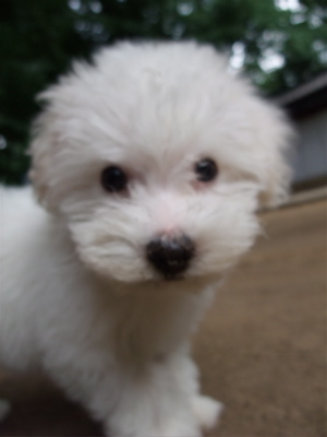 20090826¡¡¥Ó¥·¥ç¥ó¥Õ¥ê¡¼¥¼¡¡¥Õ¥ó¥È¥Ò¥å¥Ã¥Æ