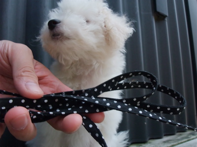 20090829 ビションフリーゼ フントヒュッテ カラー リード iDog 2
