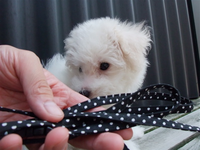 20090829 ビションフリーゼ フントヒュッテ カラー リード iDog 3
