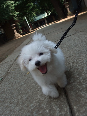 20090829 ビションフリーゼ フントヒュッテ カラー リード iDog 5