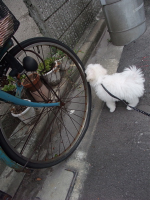 20090903¡¡¥Ó¥·¥ç¥ó¥Õ¥ê¡¼¥¼¡¡¥Õ¥ó¥È¥Ò¥å¥Ã¥Æ¡¡¤ª¤µ¤ó¤Ý¡¡2