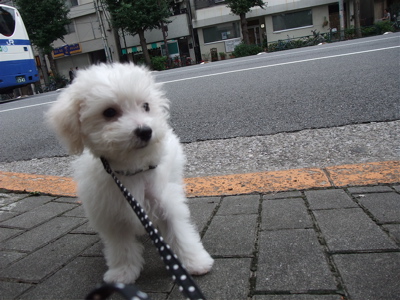 20090903¡¡¥Ó¥·¥ç¥ó¥Õ¥ê¡¼¥¼¡¡¥Õ¥ó¥È¥Ò¥å¥Ã¥Æ¡¡¤ª¤µ¤ó¤Ý¡¡6