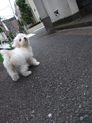 20090903¡¡¥Ó¥·¥ç¥ó¥Õ¥ê¡¼¥¼¡¡¥Õ¥ó¥È¥Ò¥å¥Ã¥Æ¡¡¤ª¤µ¤ó¤Ý¡¡10