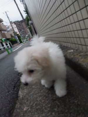20090903¡¡¥Ó¥·¥ç¥ó¥Õ¥ê¡¼¥¼¡¡¥Õ¥ó¥È¥Ò¥å¥Ã¥Æ¡¡¤ª¤µ¤ó¤Ý¡¡11