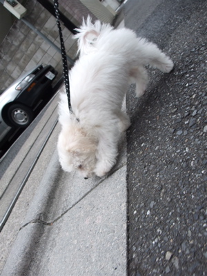20090903¡¡¥Ó¥·¥ç¥ó¥Õ¥ê¡¼¥¼¡¡¥Õ¥ó¥È¥Ò¥å¥Ã¥Æ¡¡¤ª¤µ¤ó¤Ý¡¡12