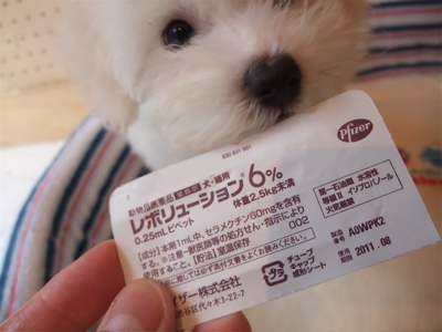 20090904¡¡¥Õ¥£¥é¥ê¥¢Í½ËÉ¡¡¥Î¥ß¡¦¥À¥ËͽËÉ¡¡¥ì¥Ü¥ê¥å¡¼¥·¥ç¥ó6¡¡¥Ó¥·¥ç¥ó¥Õ¥ê¡¼¥¼¡¡¥Õ¥ó¥È¥Ò¥å¥Ã¥Æ¡¡1