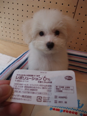 20090904¡¡¥Õ¥£¥é¥ê¥¢Í½ËÉ¡¡¥Î¥ß¡¦¥À¥ËͽËÉ¡¡¥ì¥Ü¥ê¥å¡¼¥·¥ç¥ó6¡¡¥Ó¥·¥ç¥ó¥Õ¥ê¡¼¥¼¡¡¥Õ¥ó¥È¥Ò¥å¥Ã¥Æ¡¡2