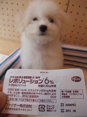 20090904¡¡¥Õ¥£¥é¥ê¥¢Í½ËÉ¡¡¥Î¥ß¡¦¥À¥ËͽËÉ¡¡¥ì¥Ü¥ê¥å¡¼¥·¥ç¥ó6¡¡¥Ó¥·¥ç¥ó¥Õ¥ê¡¼¥¼¡¡¥Õ¥ó¥È¥Ò¥å¥Ã¥Æ¡¡3