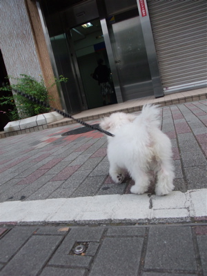 20090907 ビションフリーゼ フントヒュッテ おさんぽ 6