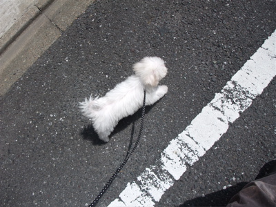 20090907¡¡¥Ó¥·¥ç¥ó¥Õ¥ê¡¼¥¼¡¡¥Õ¥ó¥È¥Ò¥å¥Ã¥Æ¡¡¤ª¤µ¤ó¤Ý¡¡13