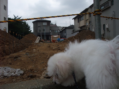 20090909¡¡¥Ó¥·¥ç¥ó¥Õ¥ê¡¼¥¼¡¡¥Õ¥ó¥È¥Ò¥å¥Ã¥Æ¡¡¹©»ö¸½¾ì¡¡1