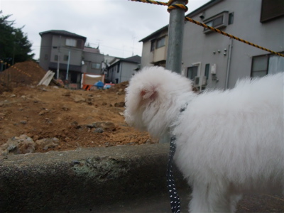20090909¡¡¥Ó¥·¥ç¥ó¥Õ¥ê¡¼¥¼¡¡¥Õ¥ó¥È¥Ò¥å¥Ã¥Æ¡¡¹©»ö¸½¾ì¡¡2