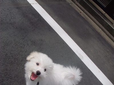 20090910¡¡¥Ó¥·¥ç¥ó¥Õ¥ê¡¼¥¼¡¡¥Õ¥ó¥È¥Ò¥å¥Ã¥Æ¡¡¤ª¤µ¤ó¤Ý¡¡2