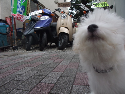 20090910¡¡¥Ó¥·¥ç¥ó¥Õ¥ê¡¼¥¼¡¡¥Õ¥ó¥È¥Ò¥å¥Ã¥Æ¡¡¥Ð¥¤¥¯¡¡1