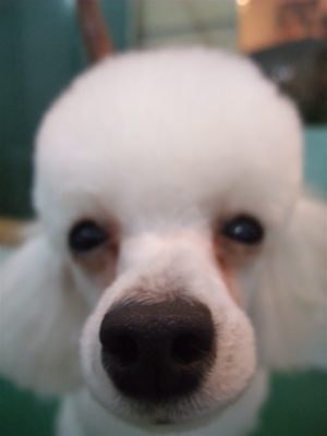 20091024リ トイプードル トリミング カット シャンプー フントヒュッテ hundehutte 文京区 駒込 4